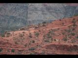 Grand Canyon 2008